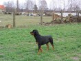 /album/fotogalerie-kliff/arnie-20-11-05-jpg1/